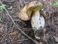 Suillus subalpinus image