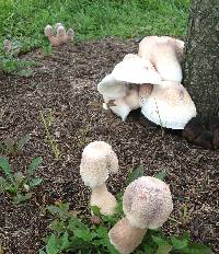 Leucoagaricus americanus image