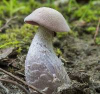 Laccaria ochropurpurea image