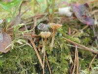 Lichenomphalia umbellifera image