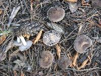 Tricholoma terreum image