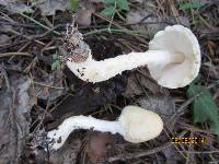 Lepiota clypeolaria image