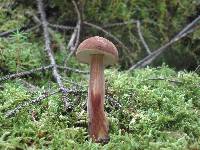 Austroboletus gracilis image