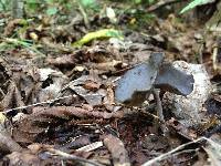 Helvella corium image