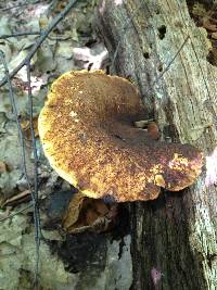 Piptoporus quercinus image