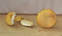 Boletus roxanae image