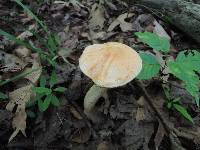 Leccinum pseudoinsigne image