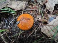 Tricholoma aurantium image