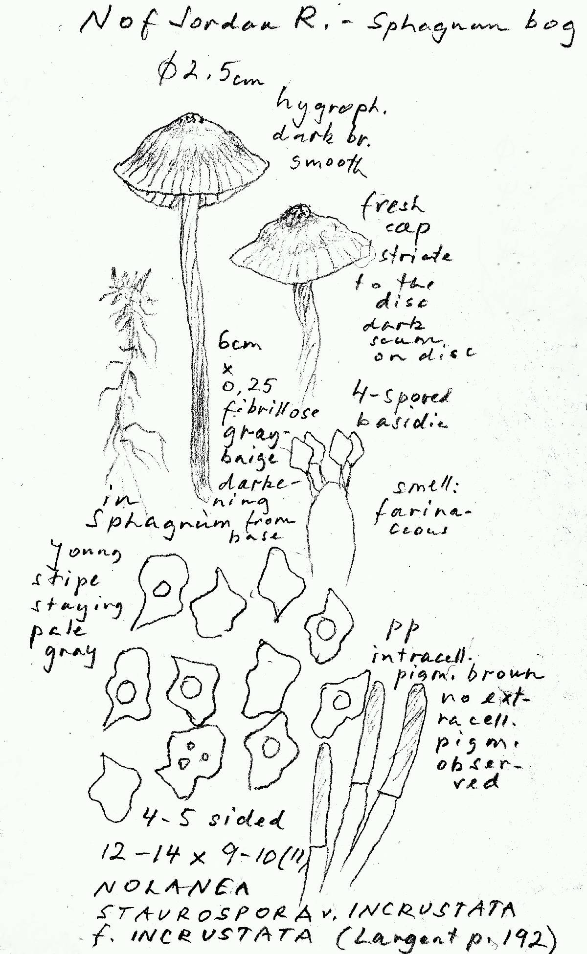 Nolanea staurospora var. incrustata image