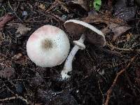 Agaricus placomyces image