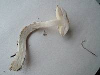 Leccinum insolens image