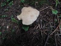 Leccinum insolens image