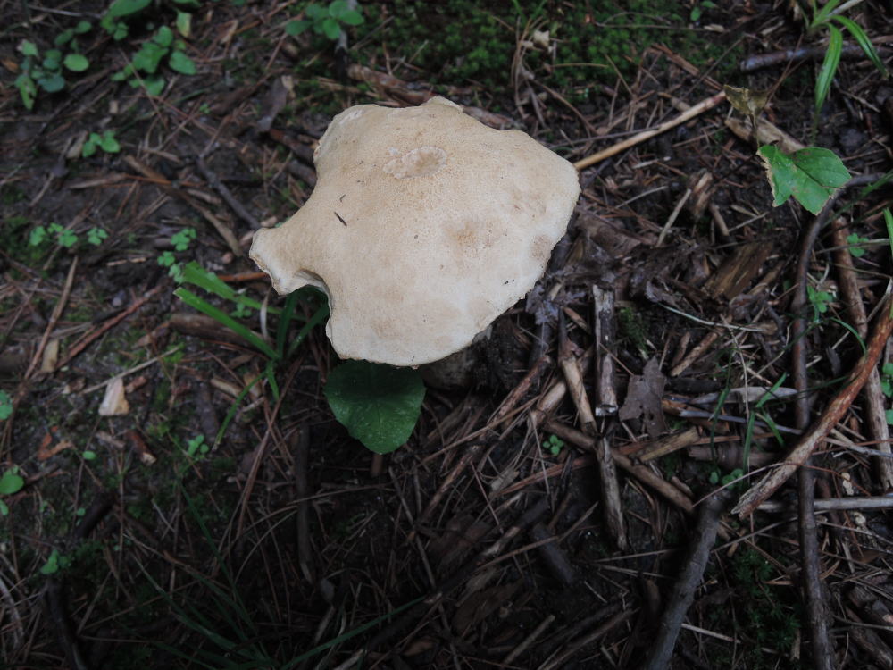 Leccinum insolens var. insolens image