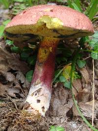 Boletus bicolor var. subreticulatus image