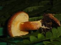 Tricholomopsis rutilans image