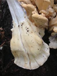 Meripilus sumstinei image