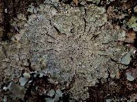 Pertusaria albescens var. albescens image