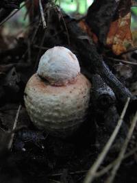 Amanita daucipes image