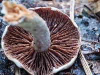 Cortinarius urbicus image