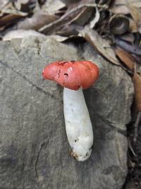 Russula rosea image