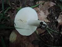 Tricholoma saponaceum image