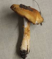 Cortinarius vibratilis image