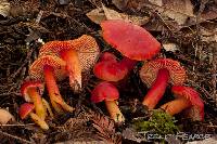 Hygrocybe aurantiosplendens image