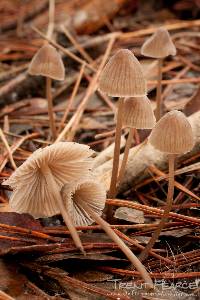 Mycena leptocephala image