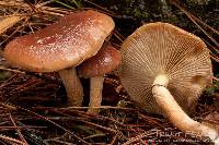 Pholiota velaglutinosa image