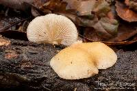 Crepidotus mollis image