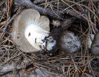 Tricholoma portentosum image