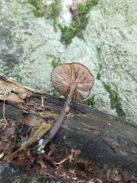 Entoloma serrulatum image