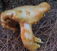 Cortinarius rubicundulus image