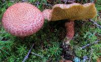 Suillus spraguei image