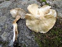 Tricholoma lascivum image