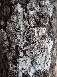 Parmelina carporrhizans image