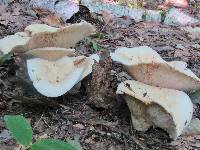 Lactarius piperatus image