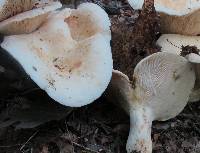 Lactarius piperatus image