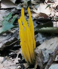 Clavulinopsis fusiformis image