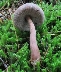 Austroboletus gracilis image