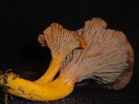 Cantharellus ignicolor image