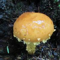 Hemistropharia albocrenulata image