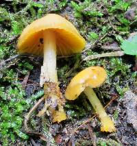 Hygrocybe psittacina var. perplexa image