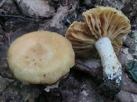 Russula earlei image