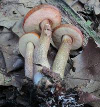 Boletus longicurvipes image