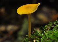 Pluteus chrysophaeus image