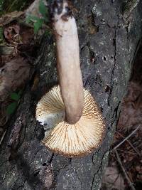 Lactarius lignyotus var. nigroviolascens image