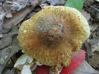 Inocybe corydalina image