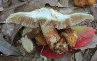 Inocybe corydalina image