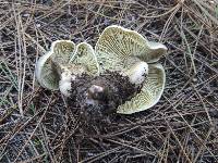 Tricholoma saponaceum var. squamosum image